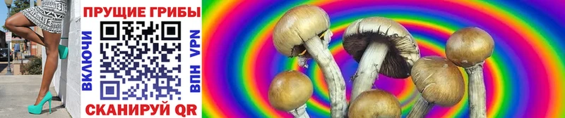 Псилоцибиновые грибы Psilocybe Томмот